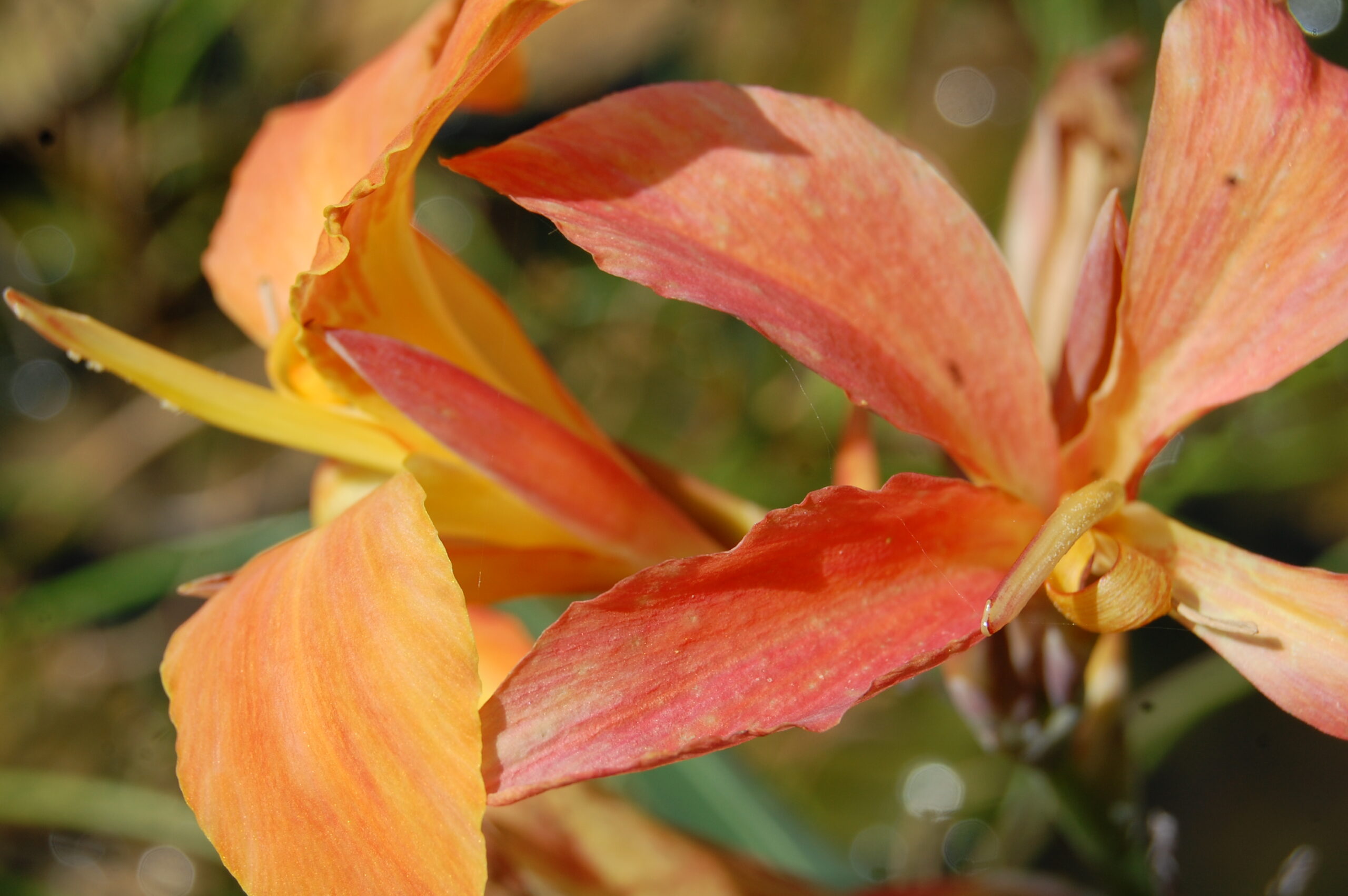 acheter canna Taney for sale buy ob line (24)