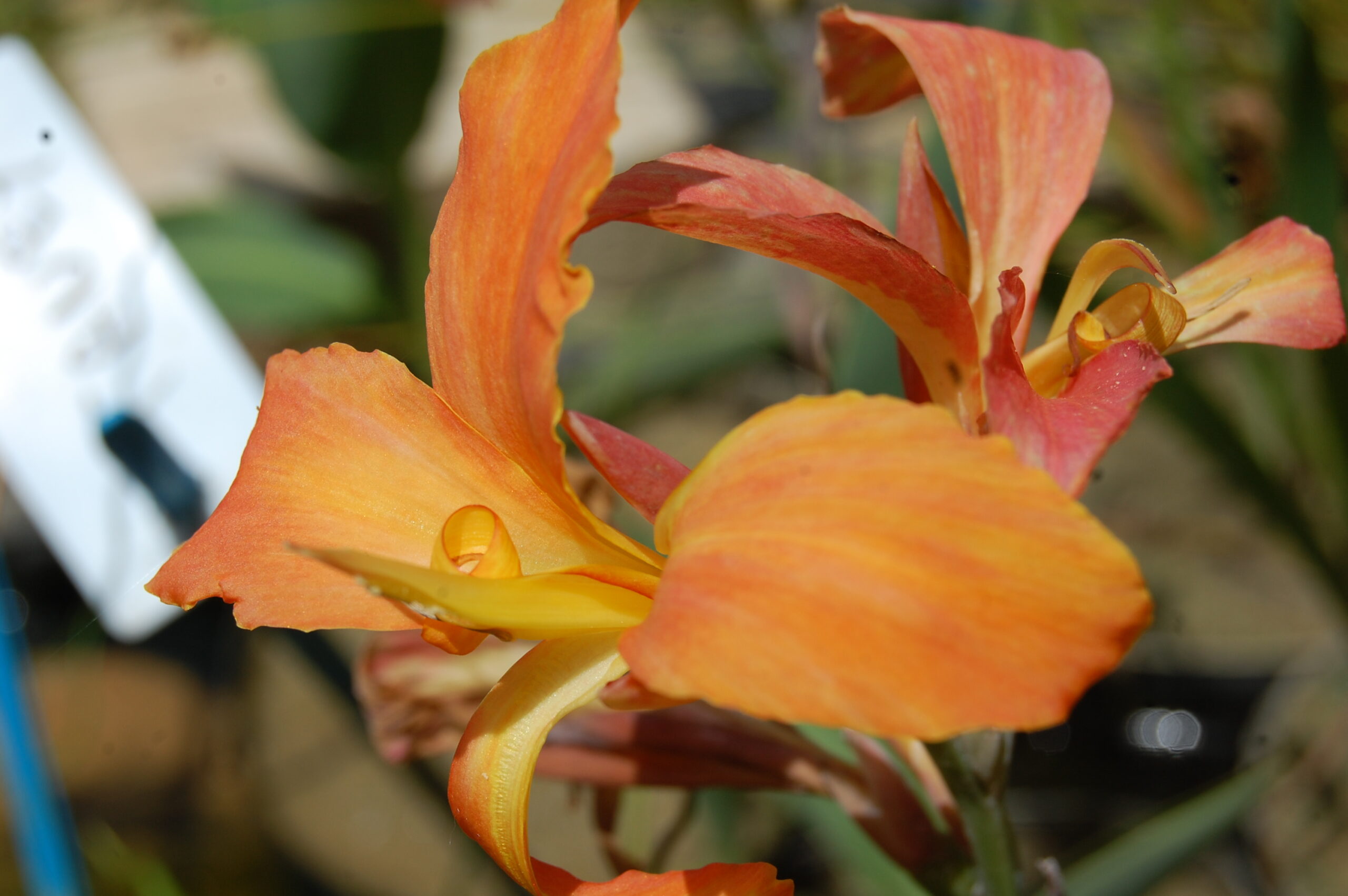 acheter canna Taney for sale buy ob line (25)