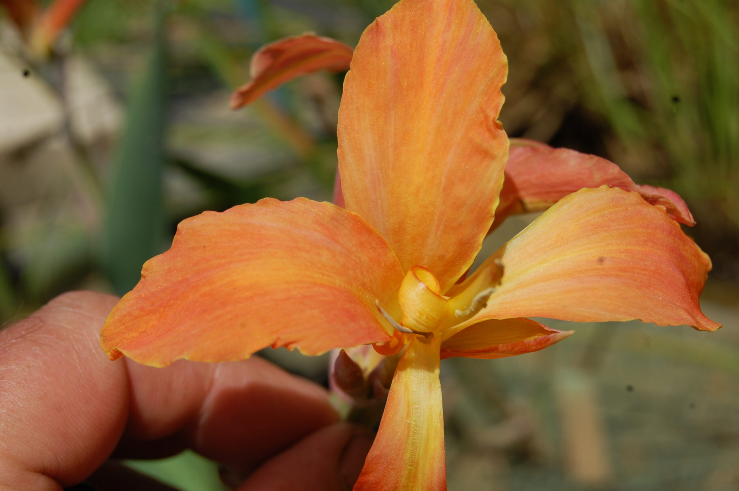 acheter canna Taney for sale buy ob line (26)
