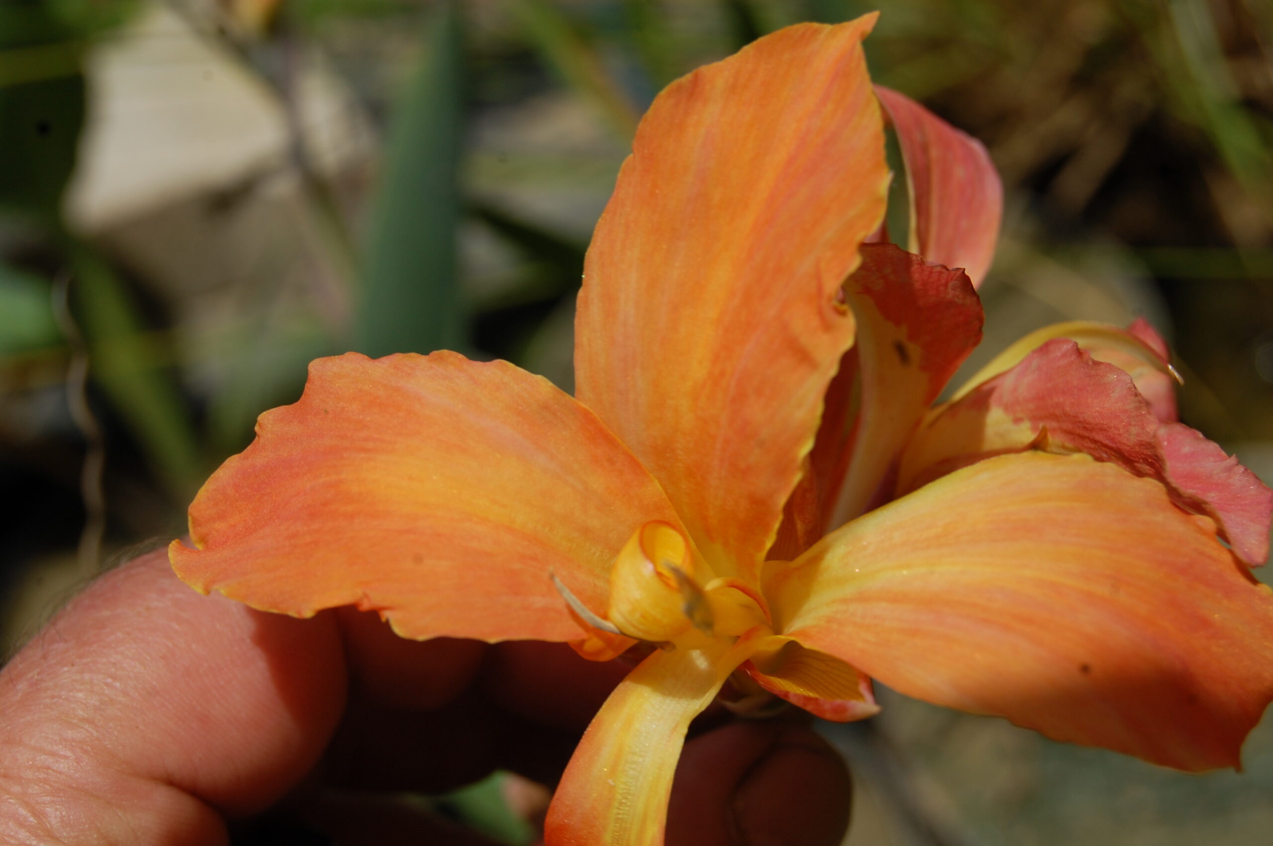 acheter canna Taney for sale buy ob line (29)