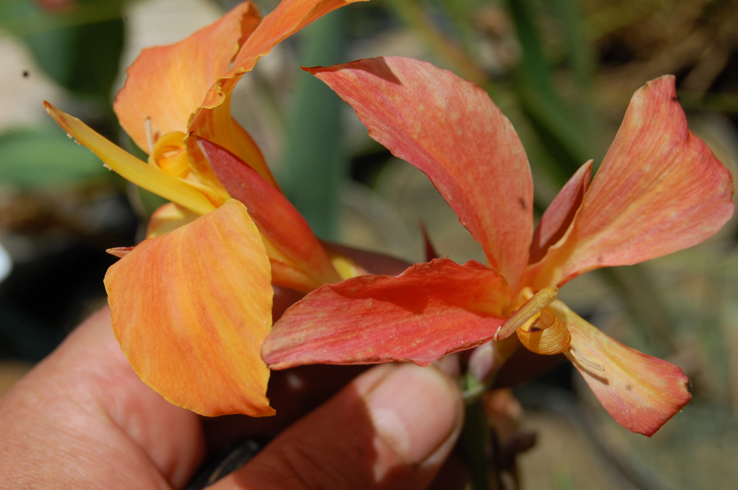 acheter canna Taney for sale buy ob line (31)
