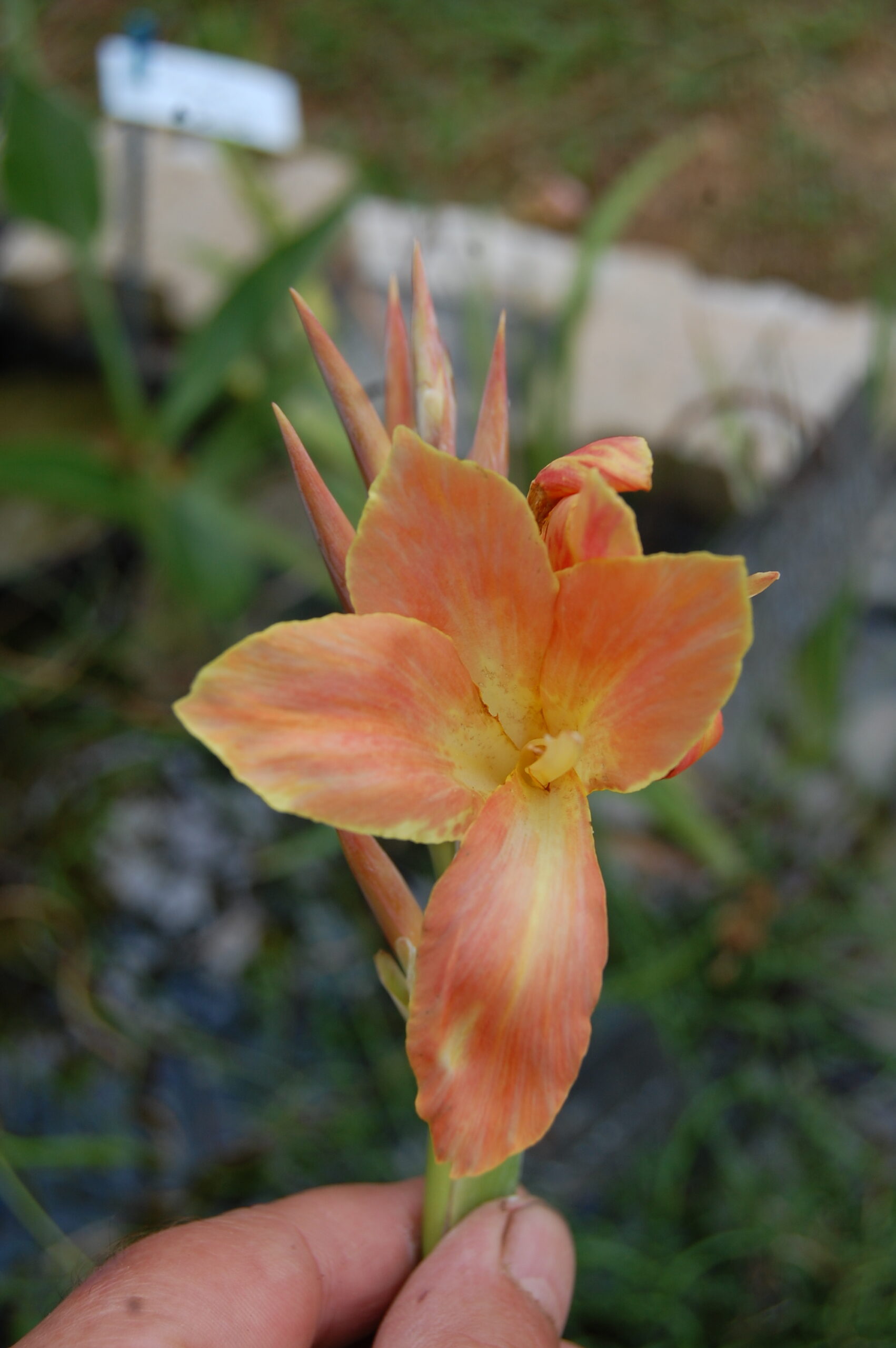 acheter canna Taney for sale buy ob line (33)