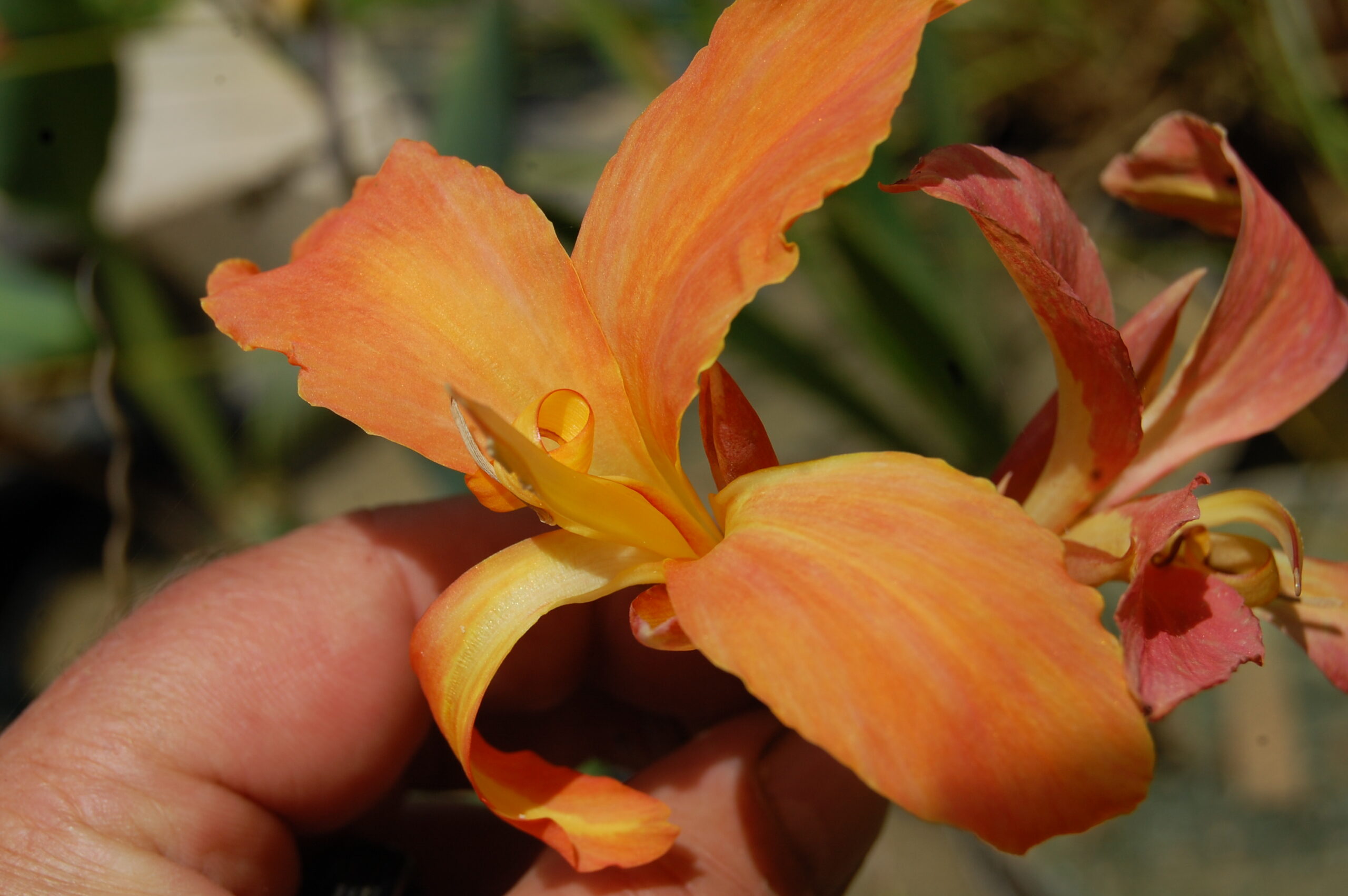 acheter canna Taney for sale buy ob line (39)
