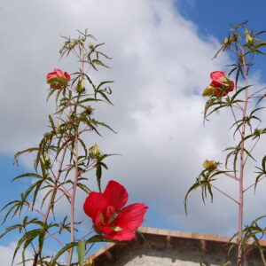 acheter hibiscus Coccineus Rouge for sale buy on line (9)