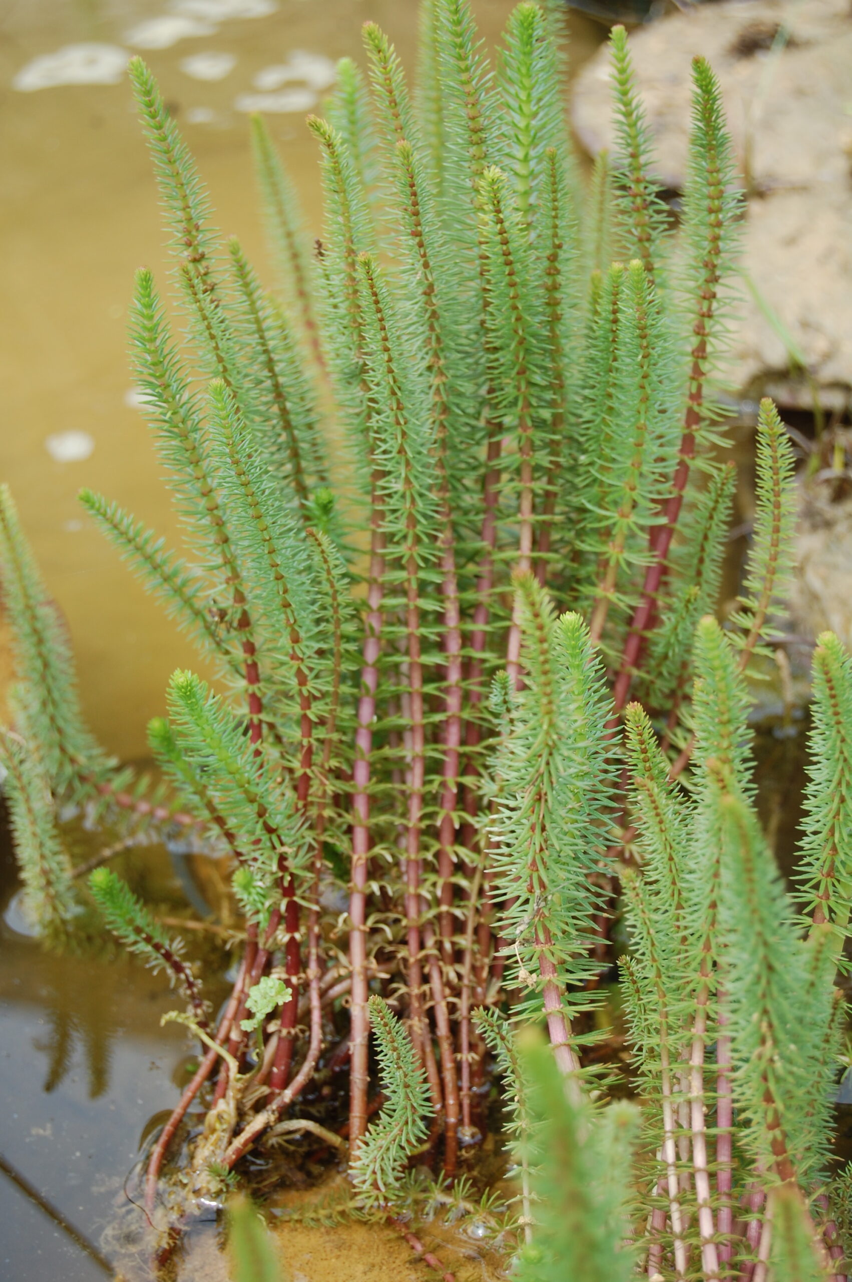 acheter hippuris vulgaris for sale buy on line (1)