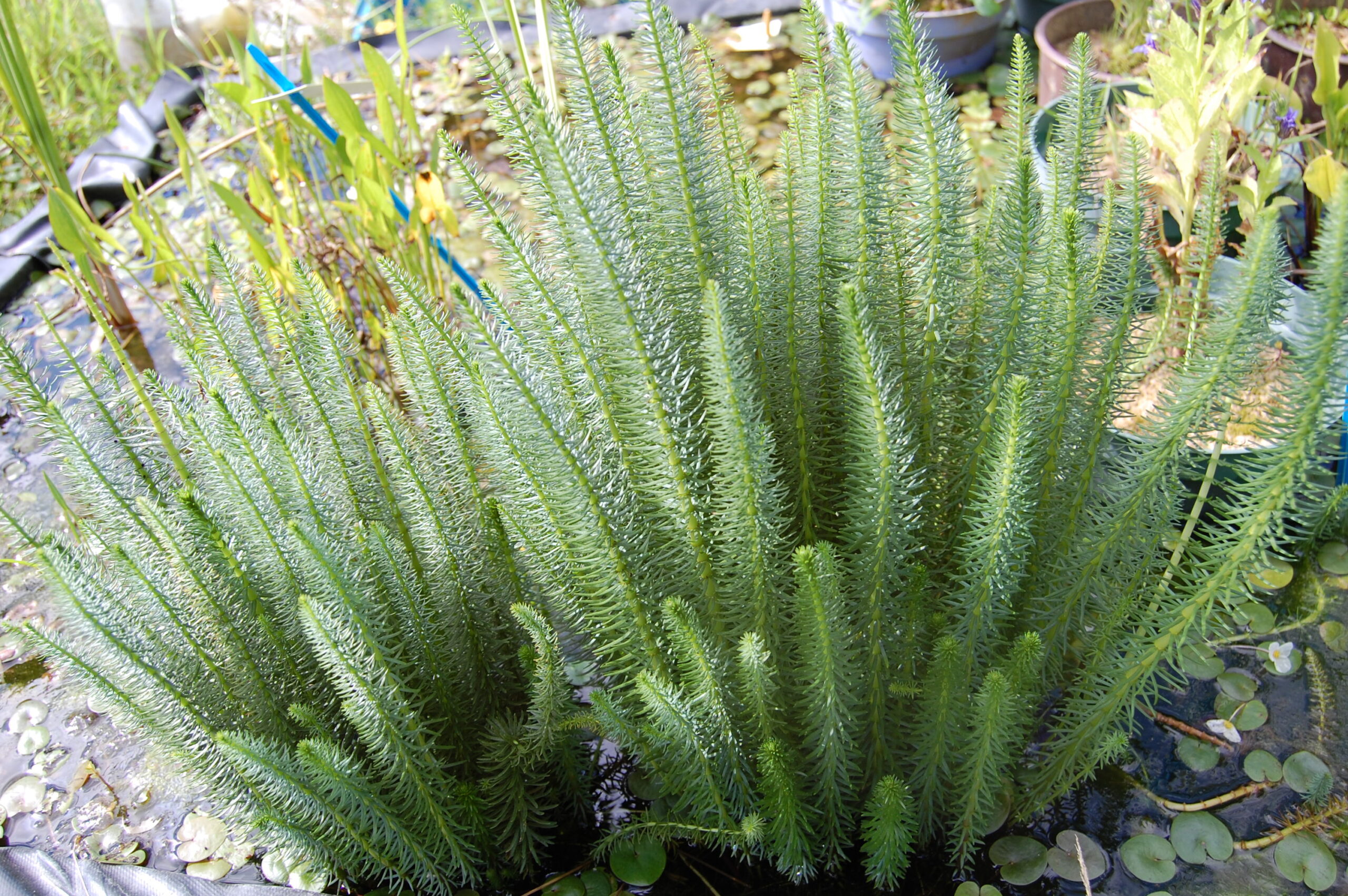 acheter hippuris vulgaris for sale buy on line (2)