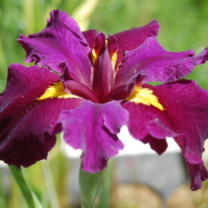 acheter iris Loouisiana Night Thunder for sale buy on line (2)
