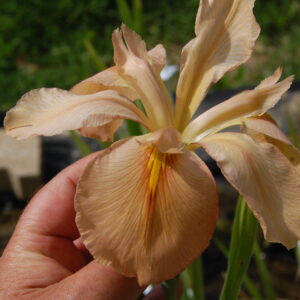 acheter iris Louisiana Lady Regina for sale buy on line (14)