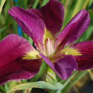 acheter iris Louisiana Mighty Rich for sale buy on line (2)
