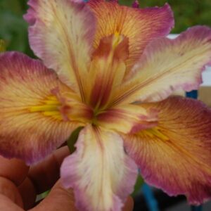 acheter iris Louisiana Our Dorothy for sale buy on line (16)
