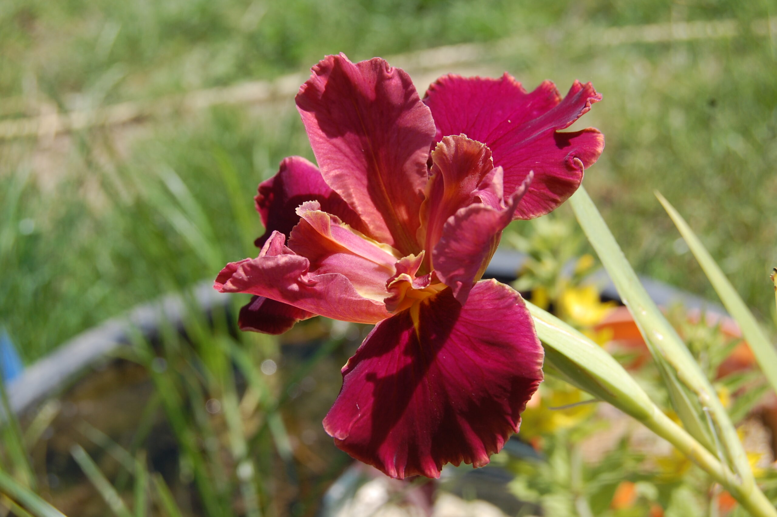 acheter iris Louisiana Peach And Wine for sale buy on line (1)