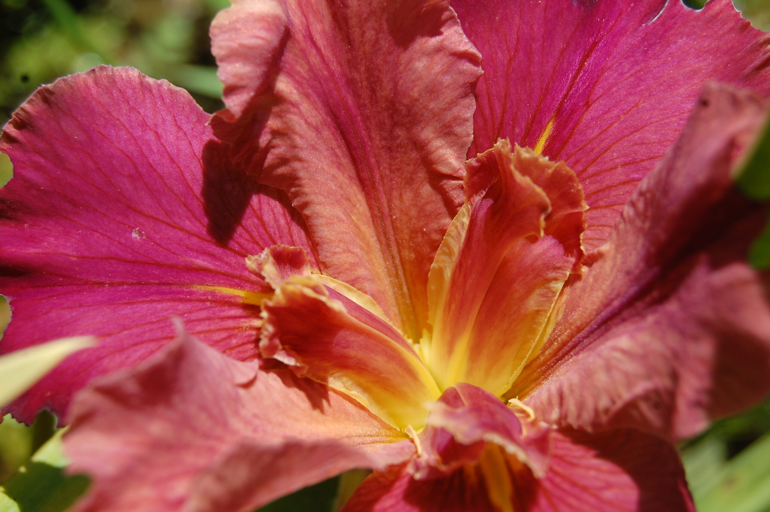 acheter iris Louisiana Peach And Wine for sale buy on line (11)
