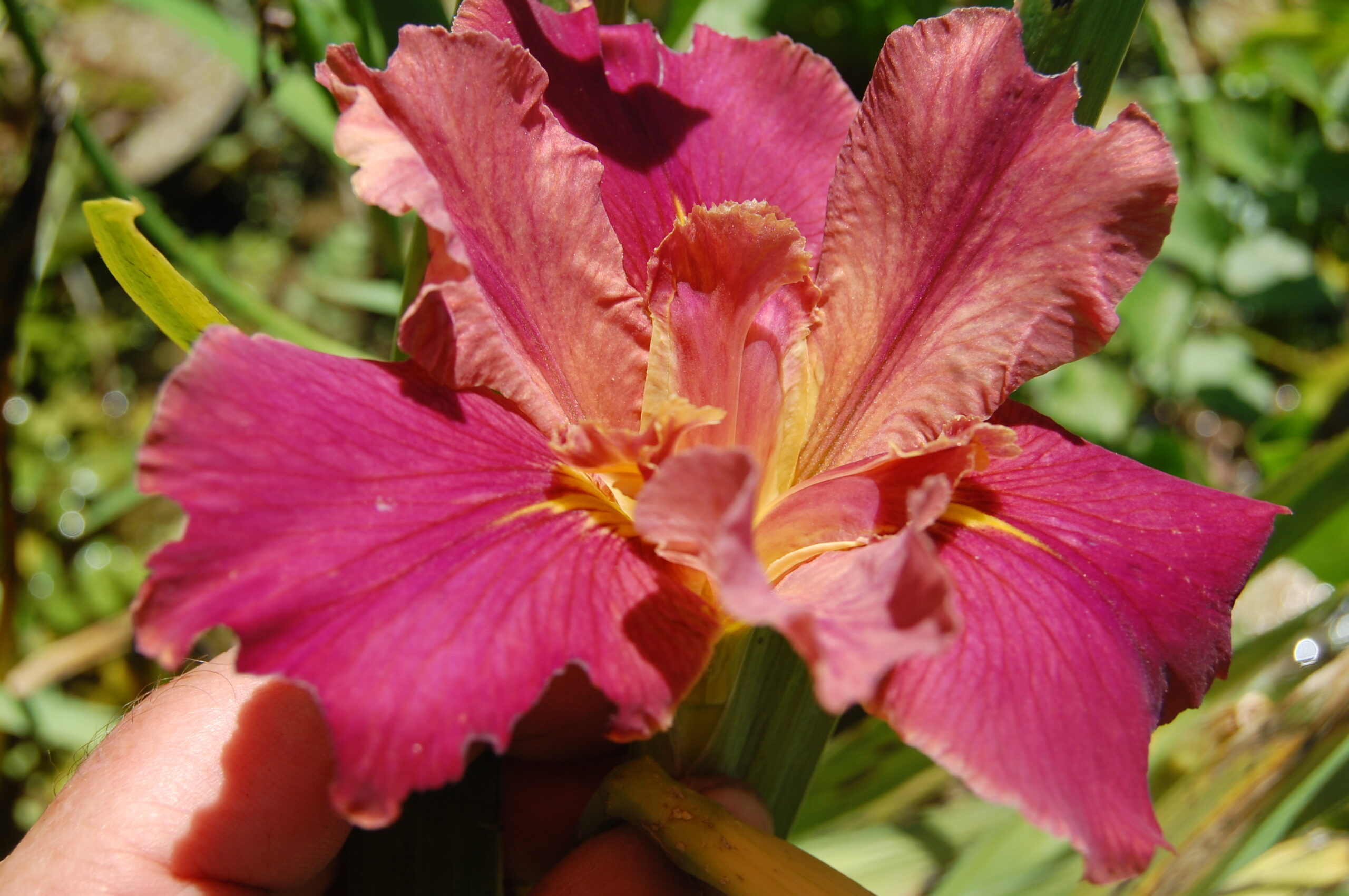 acheter iris Louisiana Peach And Wine for sale buy on line (19)