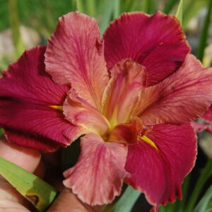 acheter iris Louisiana Peach And Wine for sale buy on line (2)