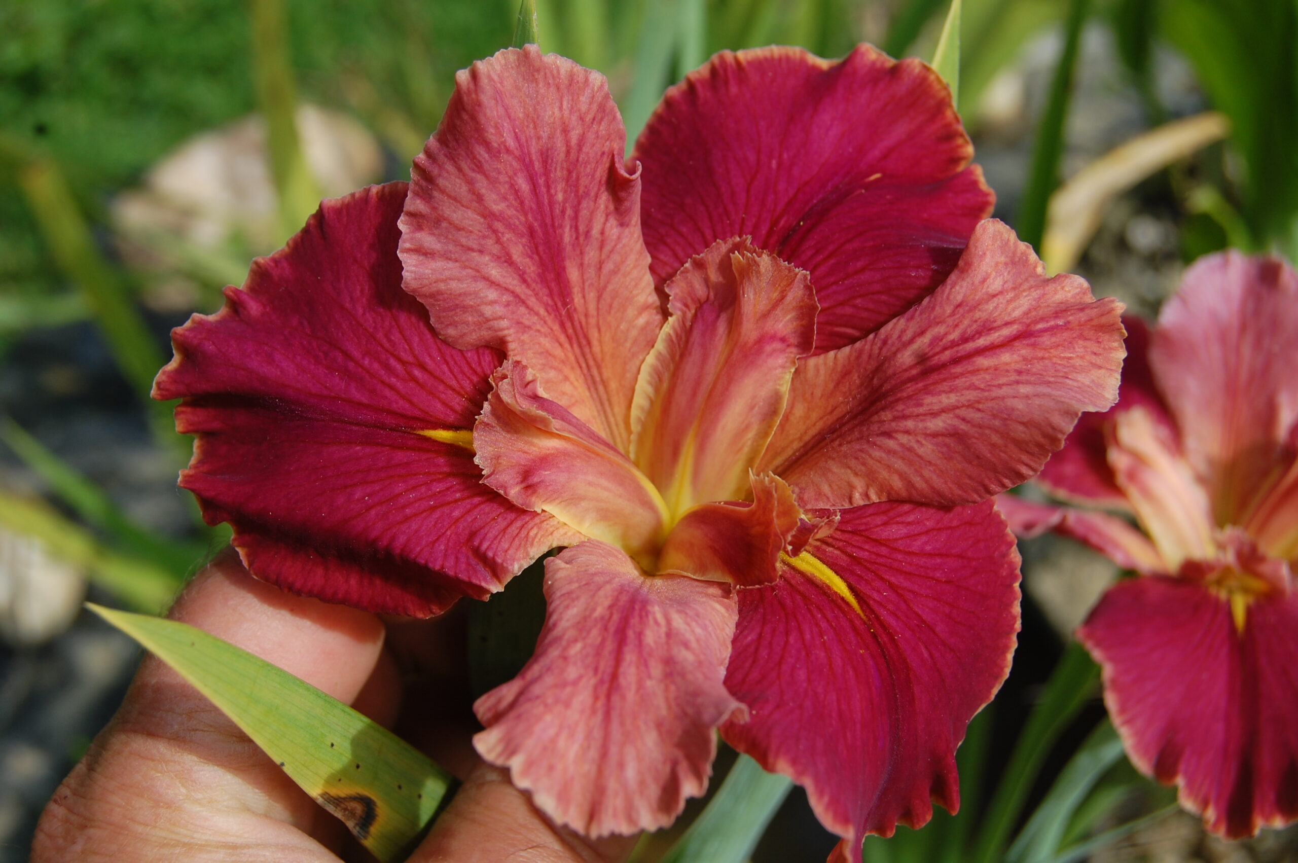 acheter iris Louisiana Peach And Wine for sale buy on line (2)