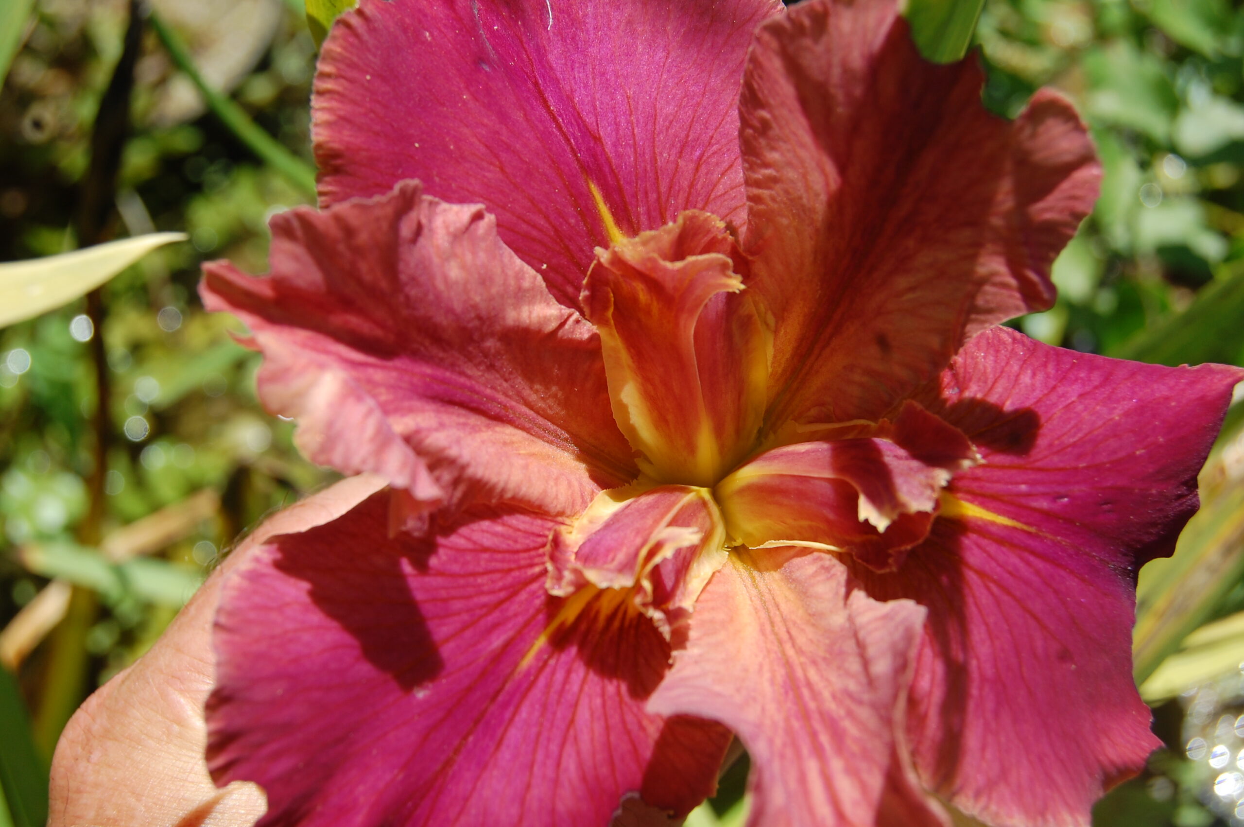 acheter iris Louisiana Peach And Wine for sale buy on line (26)