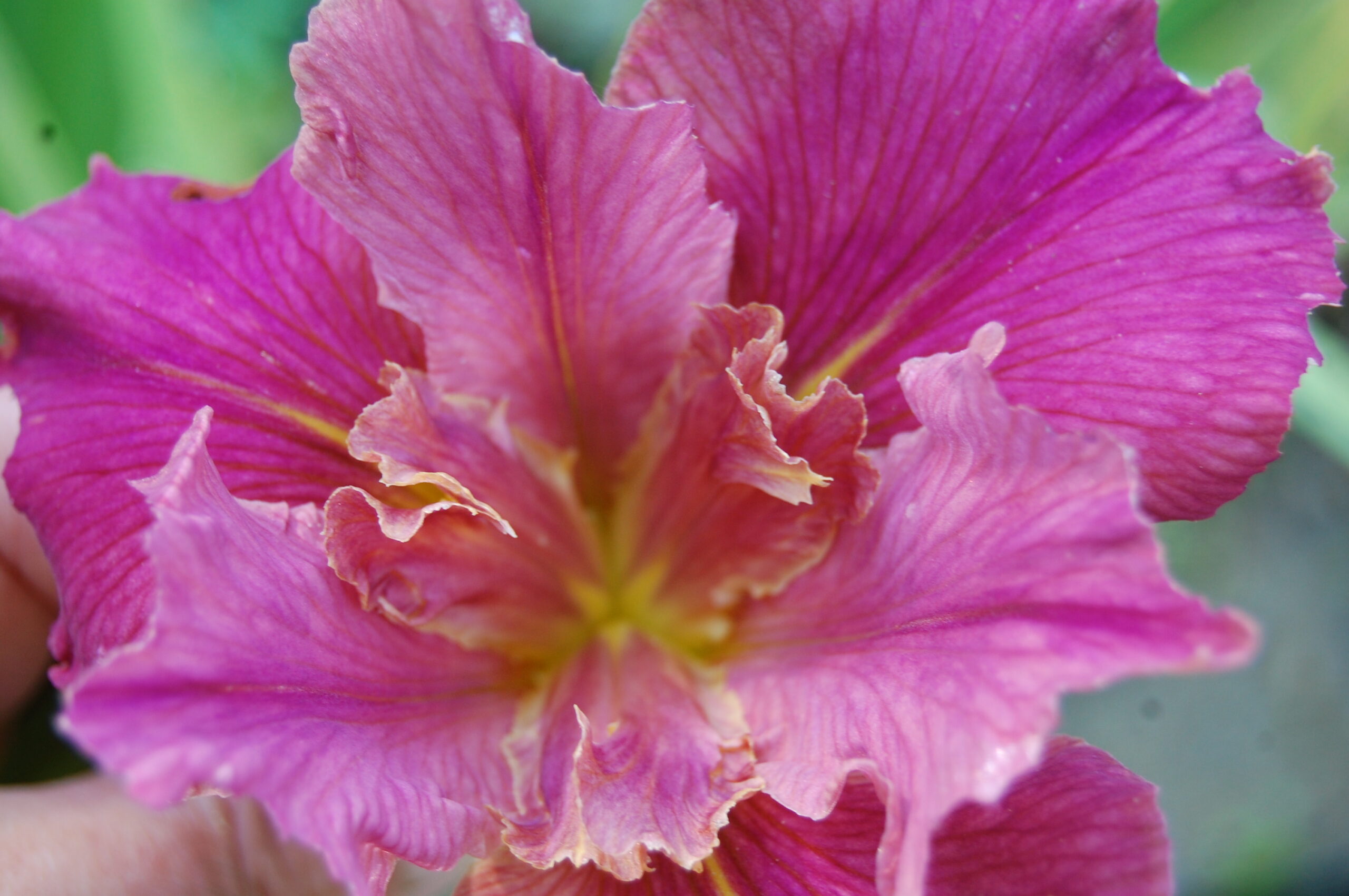 acheter iris Louisiana Peach And Wine for sale buy on line (38)