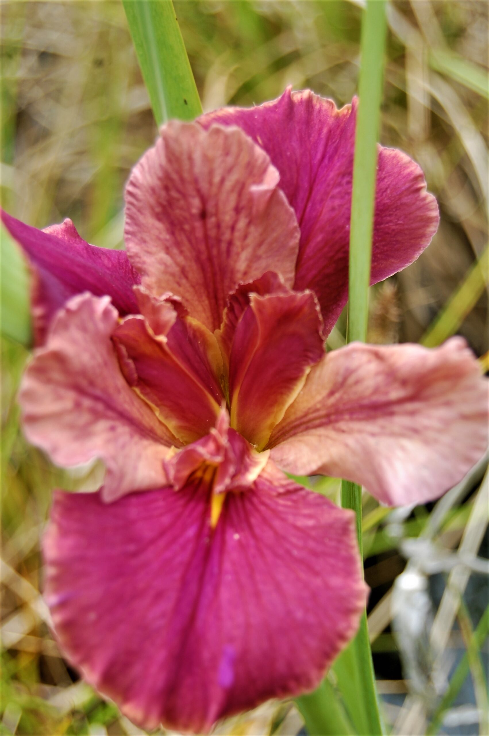acheter iris Louisiana Peach And Wine for sale buy on line (41)