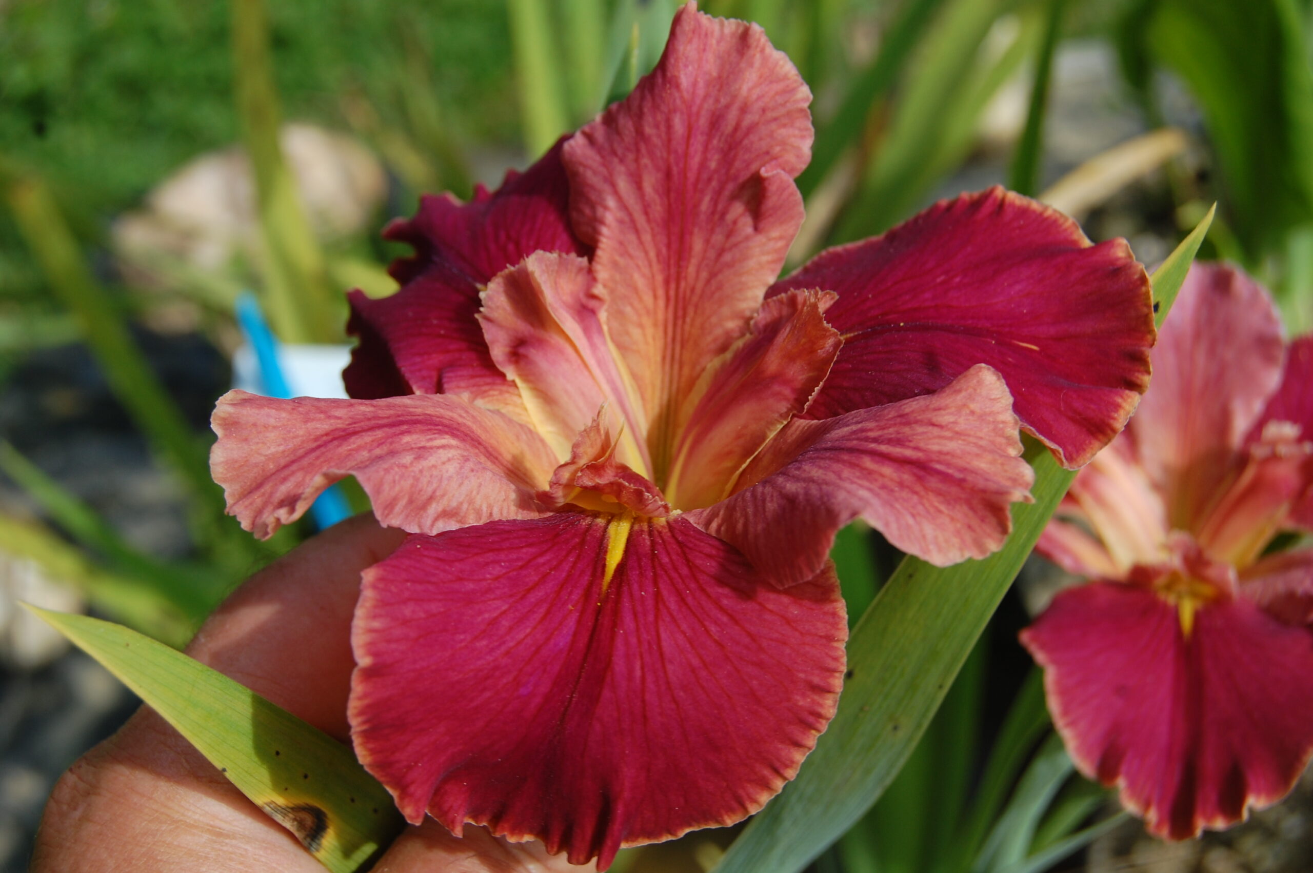 acheter iris Louisiana Peach And Wine for sale buy on line (5)