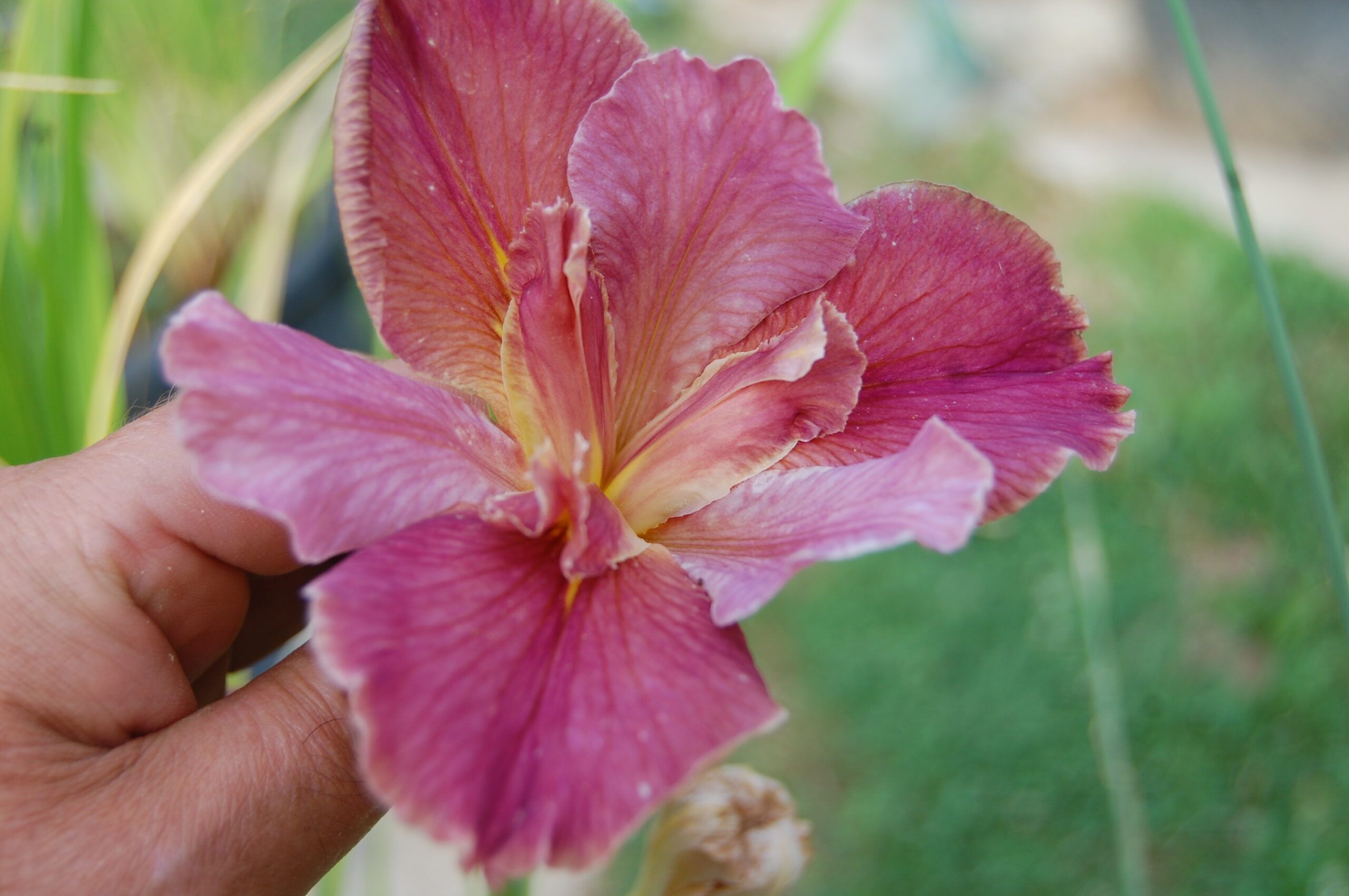 acheter iris Louisiana Peach And Wine for sale buy on line (51)