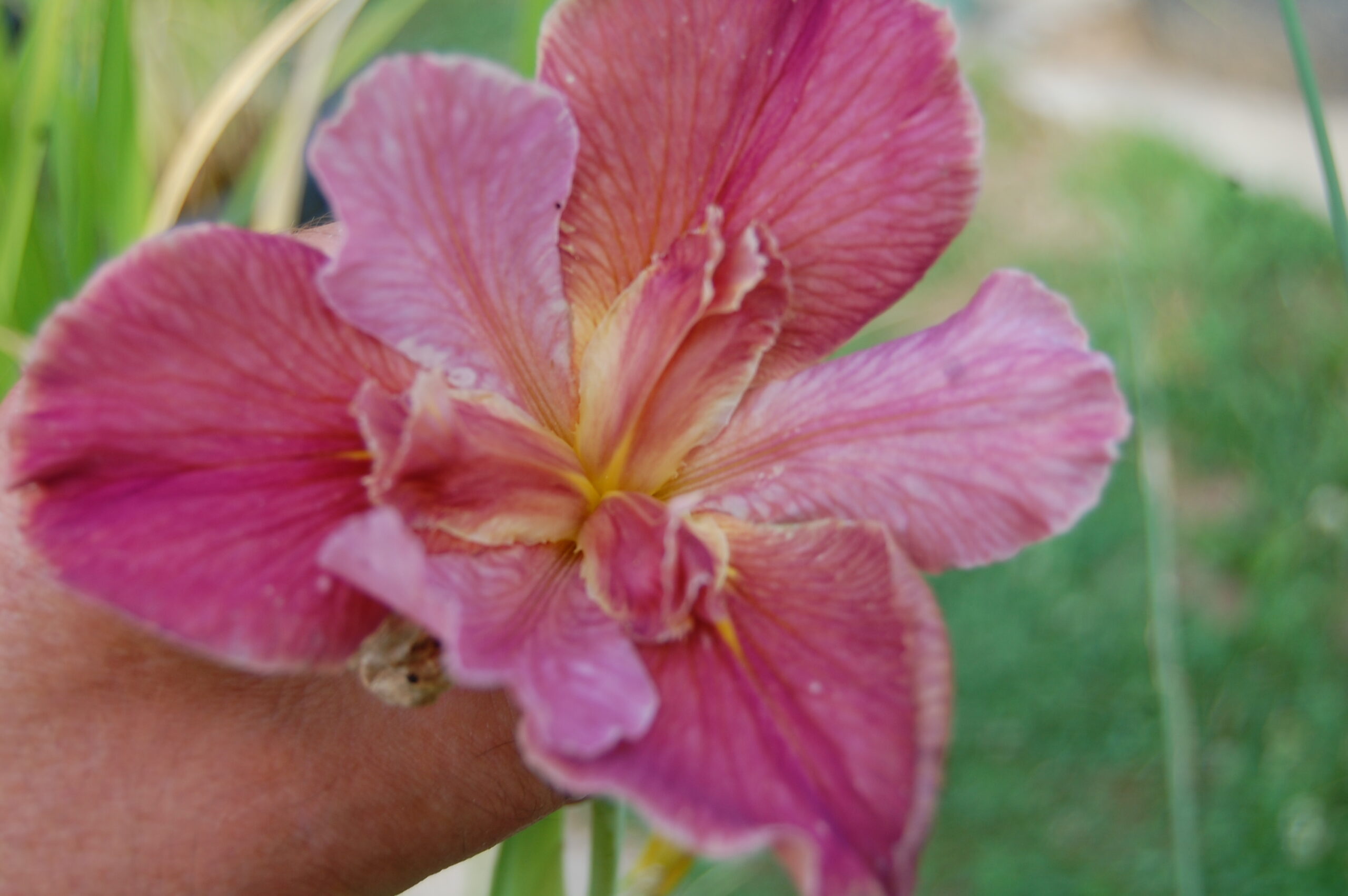acheter iris Louisiana Peach And Wine for sale buy on line (58)