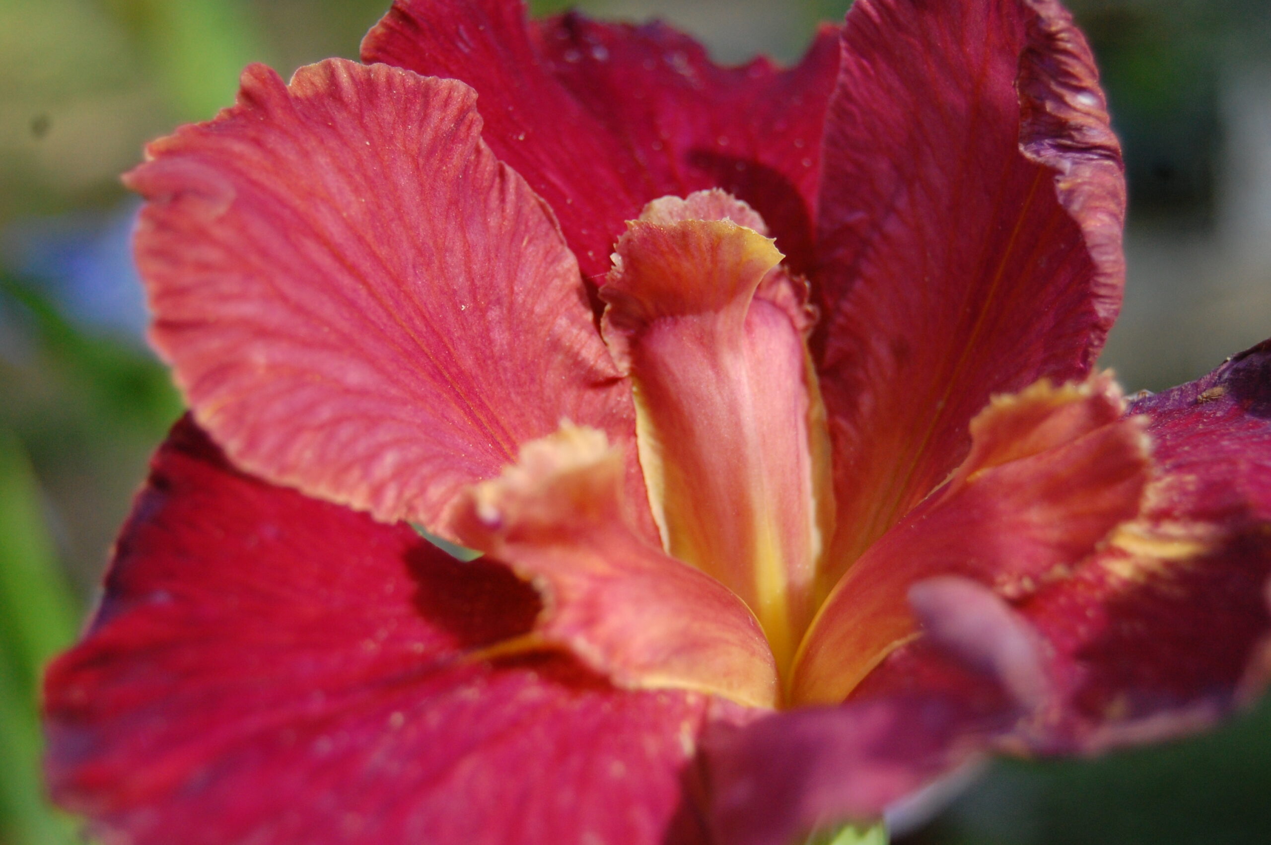 acheter iris Louisiana Peach And Wine for sale buy on line (60)