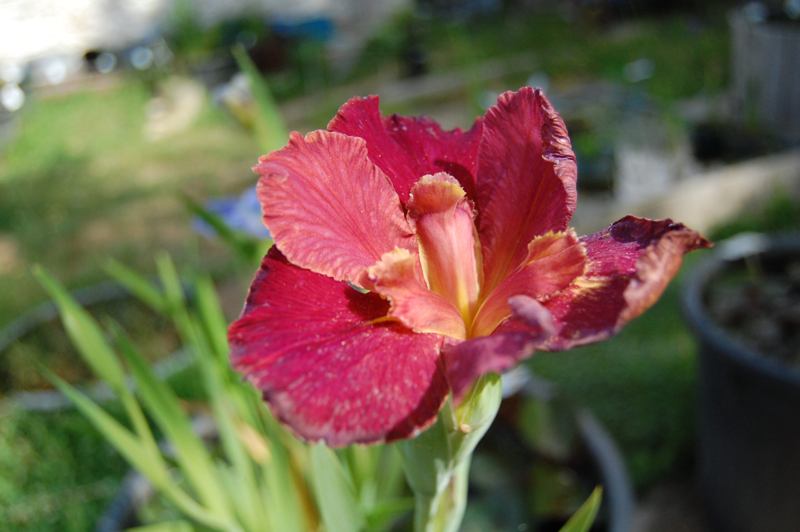 acheter iris Louisiana Peach And Wine for sale buy on line (61)