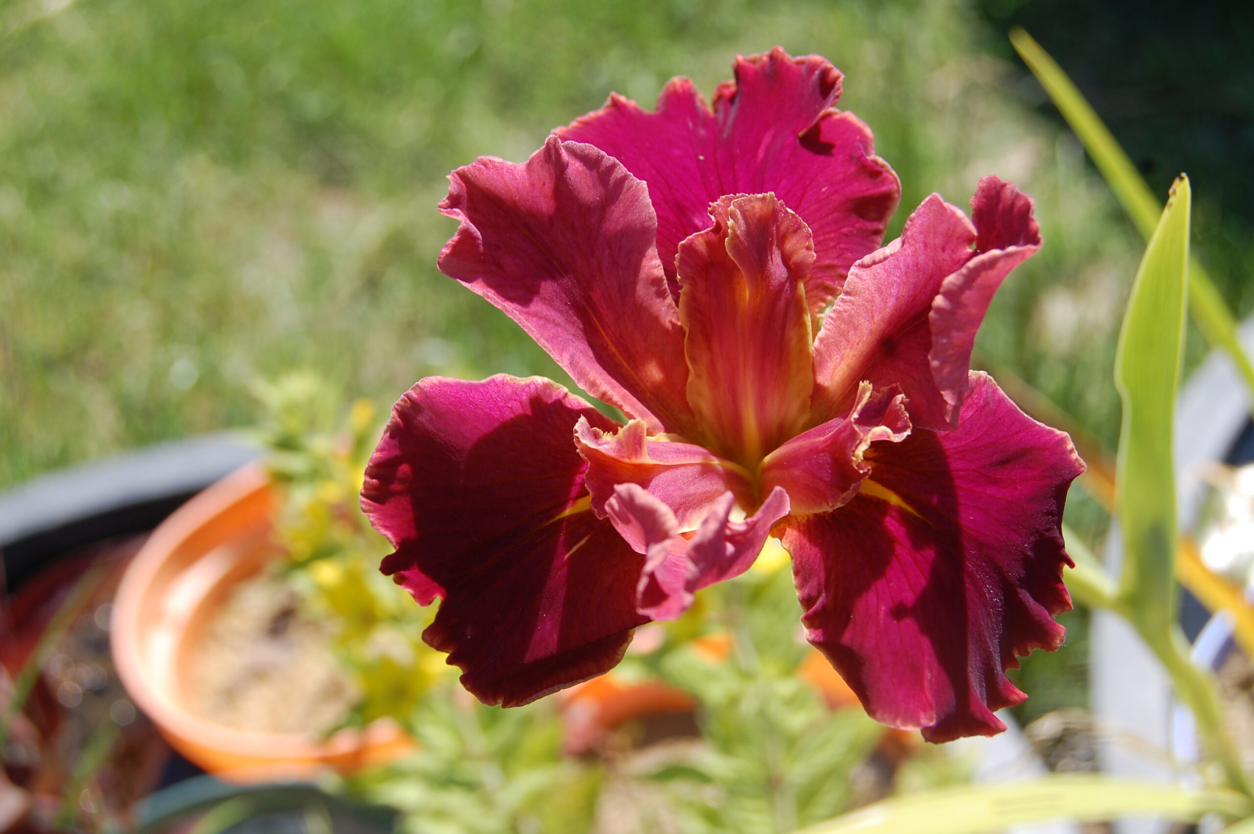 acheter iris Louisiana Peach And Wine for sale buy on line (62)
