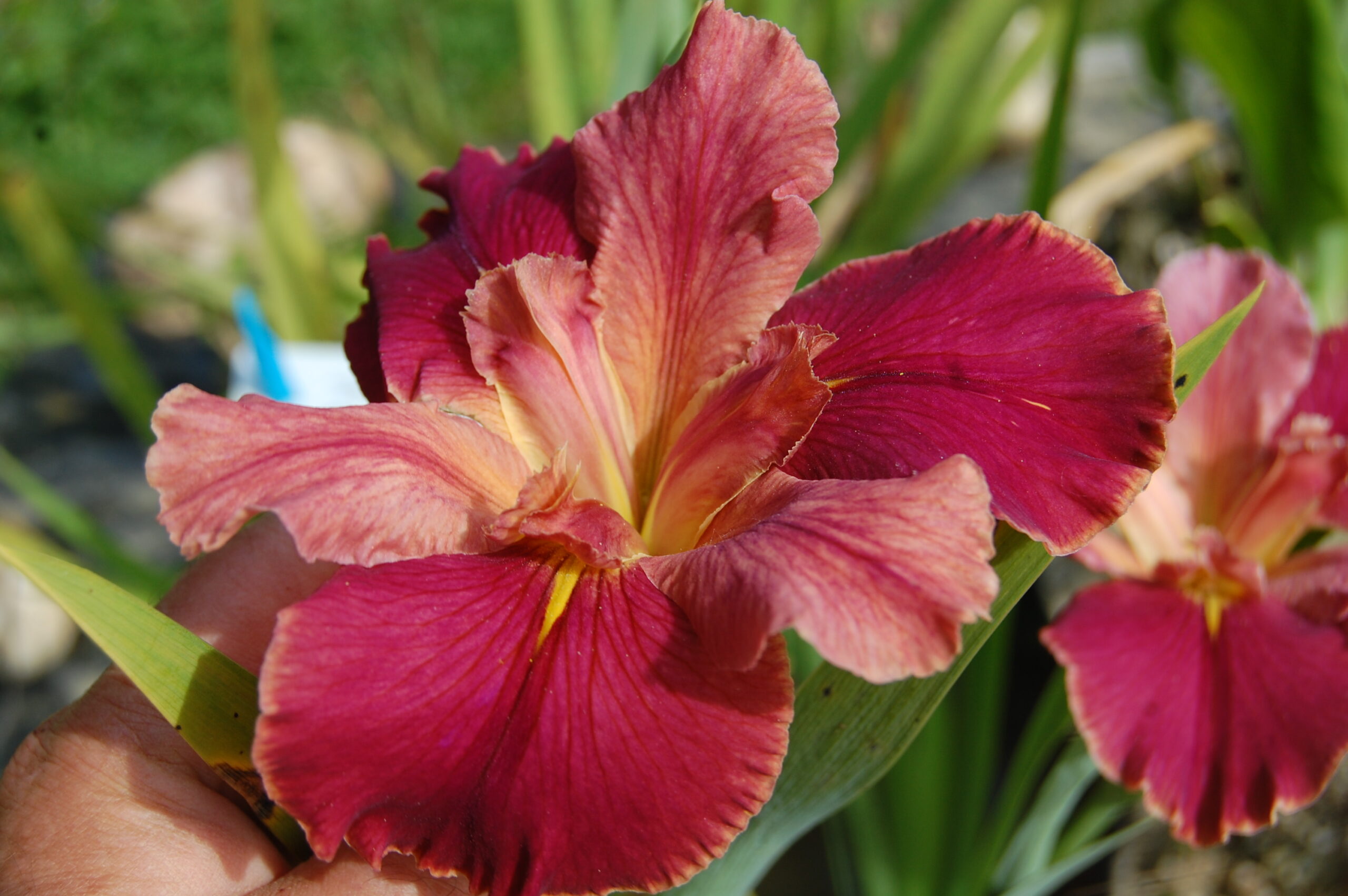acheter iris Louisiana Peach And Wine for sale buy on line (7)