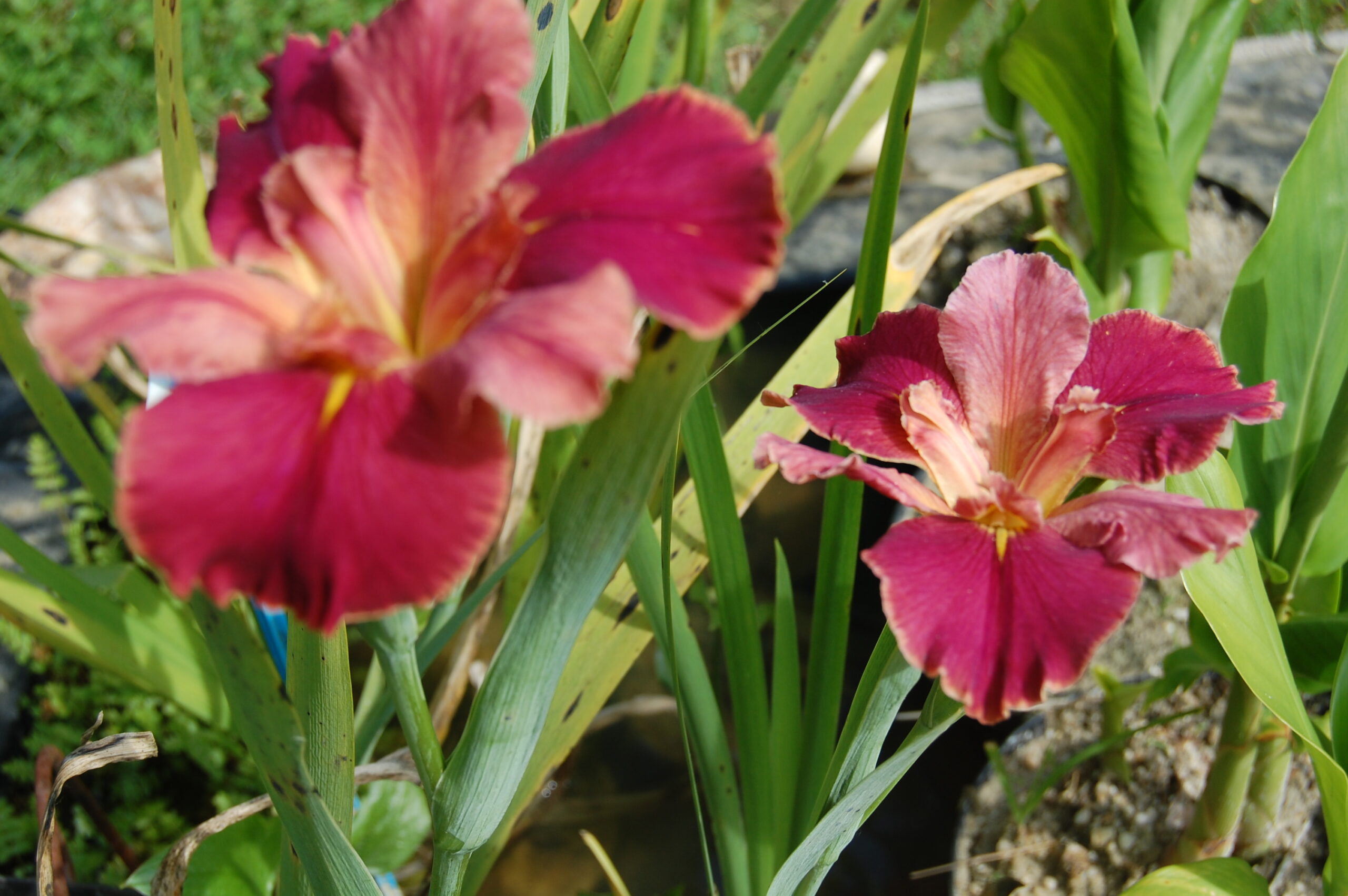 acheter iris Louisiana Peach And Wine for sale buy on line (9)