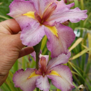 acheter iris Louisiana Poverty Point for sale buy on line (22)