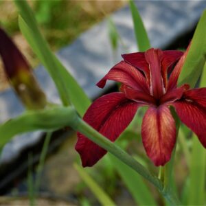 acheter iris Louisiana Red Echo for sale buy on line (53)