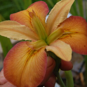acheter iris Louisiana Ride For Dixie for sale buy on line (5)
