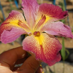 acheter iris Louisiana Rusty O for sale buy on line (5)