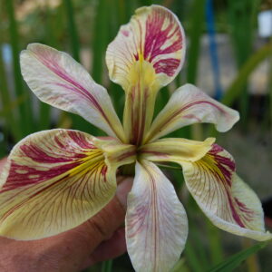 acheter iris Louisiana Splitter Splatter (11)