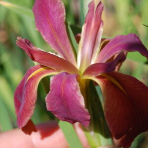 acheter iris Nelsonii for sale buy on line (24)