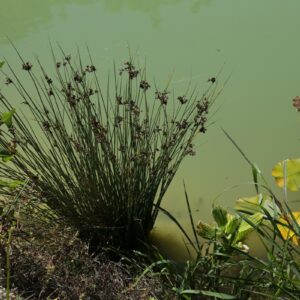 acheter juncus effusus for sale buy on line (2)