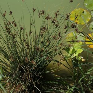 acheter juncus effusus for sale buy on line (6)
