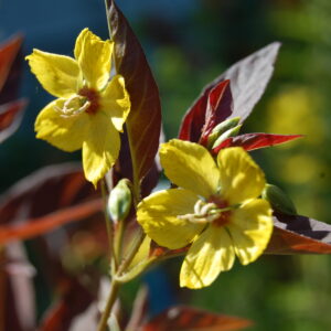 acheter lysimaque firecraker lysimachia cilata for sale buy on line (7)