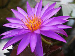 acheter nénuphar isg nymphaea Détective Erika for sale buy on line (1)