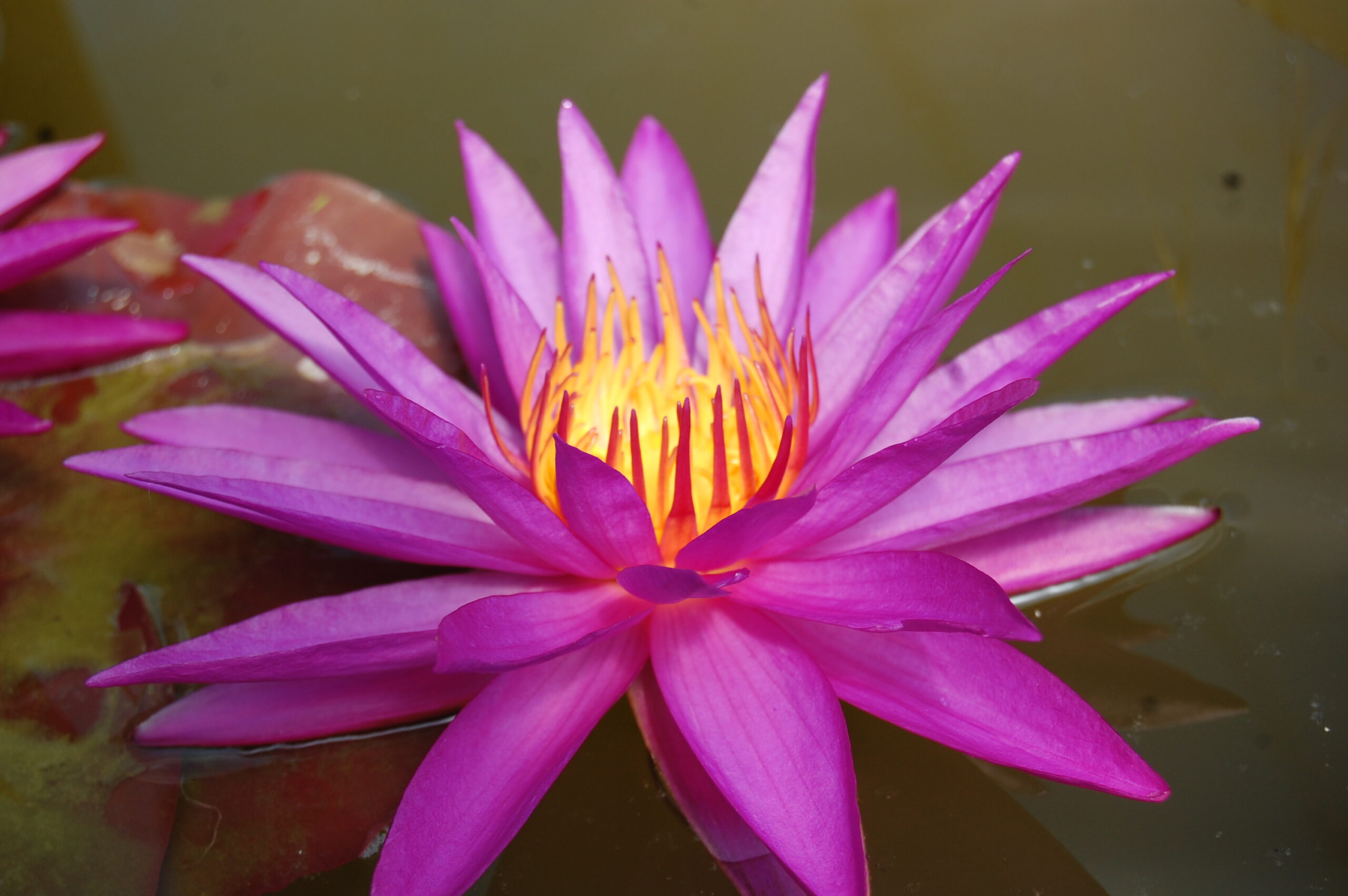 acheter nénuphar isg nymphaea Détective Erika for sale buy on line (15)