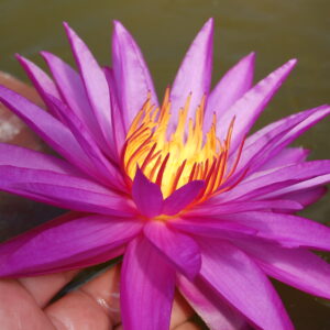 acheter nénuphar isg nymphaea Détective Erika for sale buy on line (18)