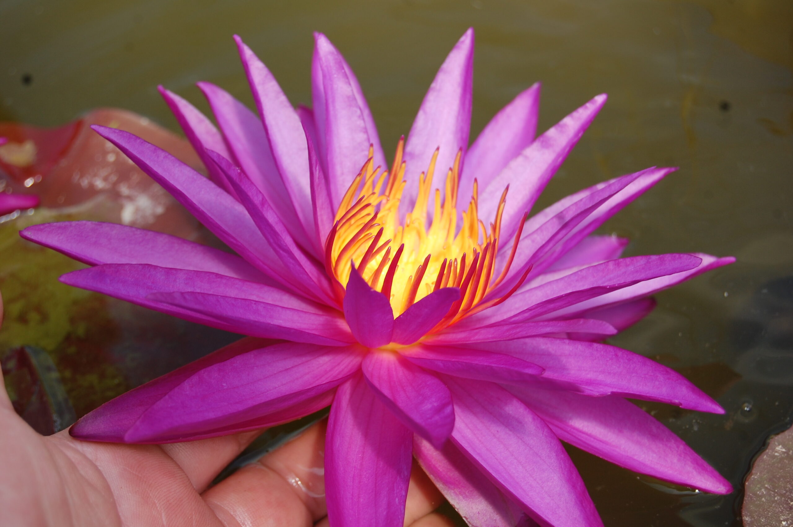acheter nénuphar isg nymphaea Détective Erika for sale buy on line (18)