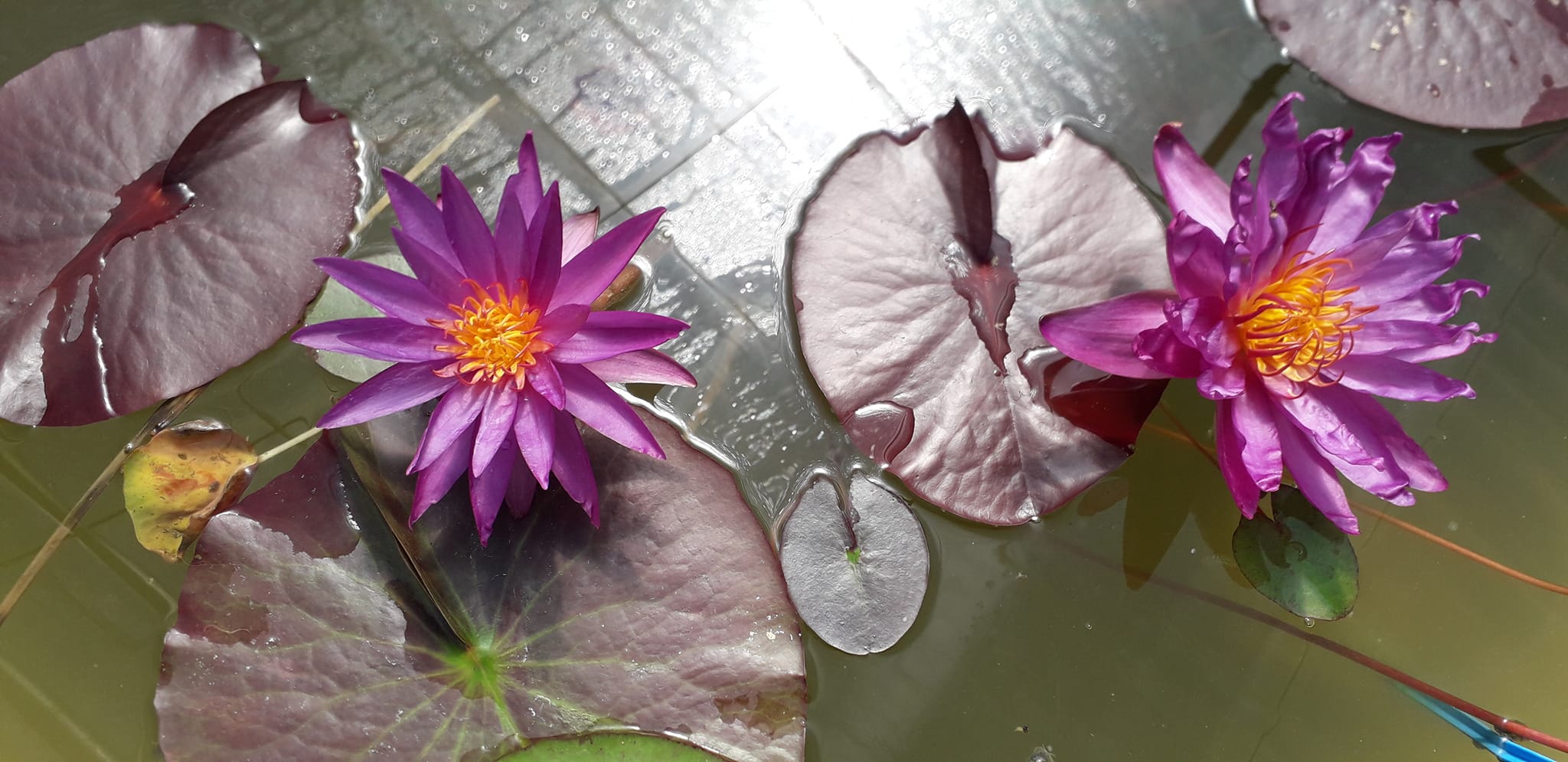 acheter nénuphar isg nymphaea Détective Erika for sale buy on line (2)
