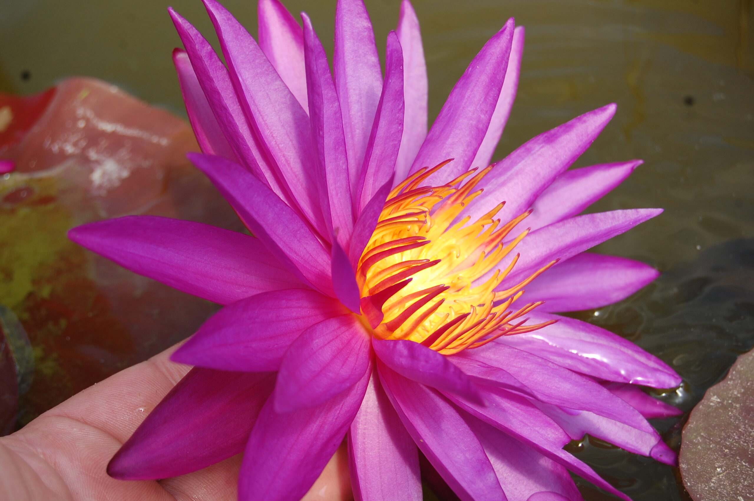 acheter nénuphar isg nymphaea Détective Erika for sale buy on line (21)