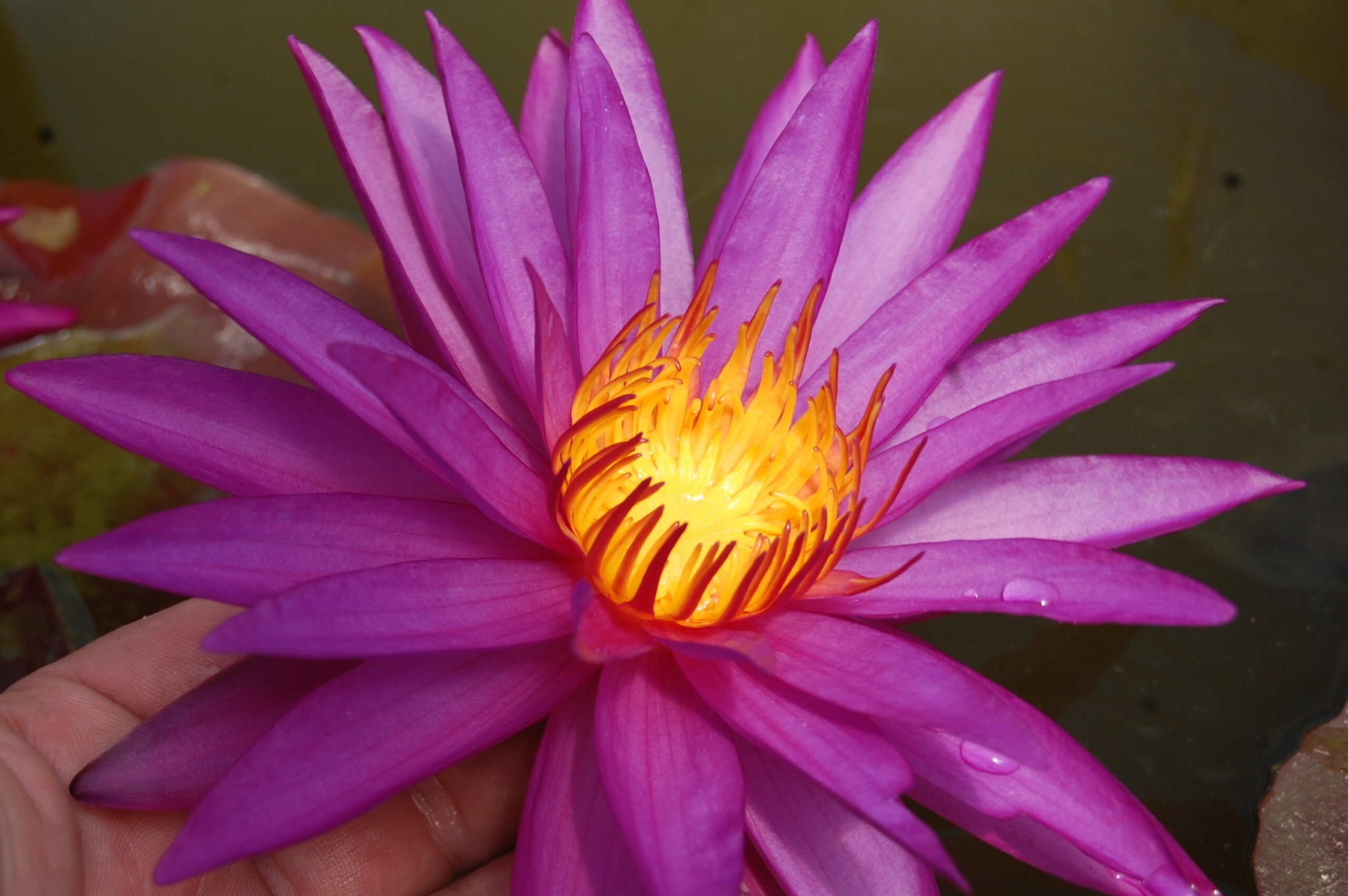 acheter nénuphar isg nymphaea Détective Erika for sale buy on line (25)