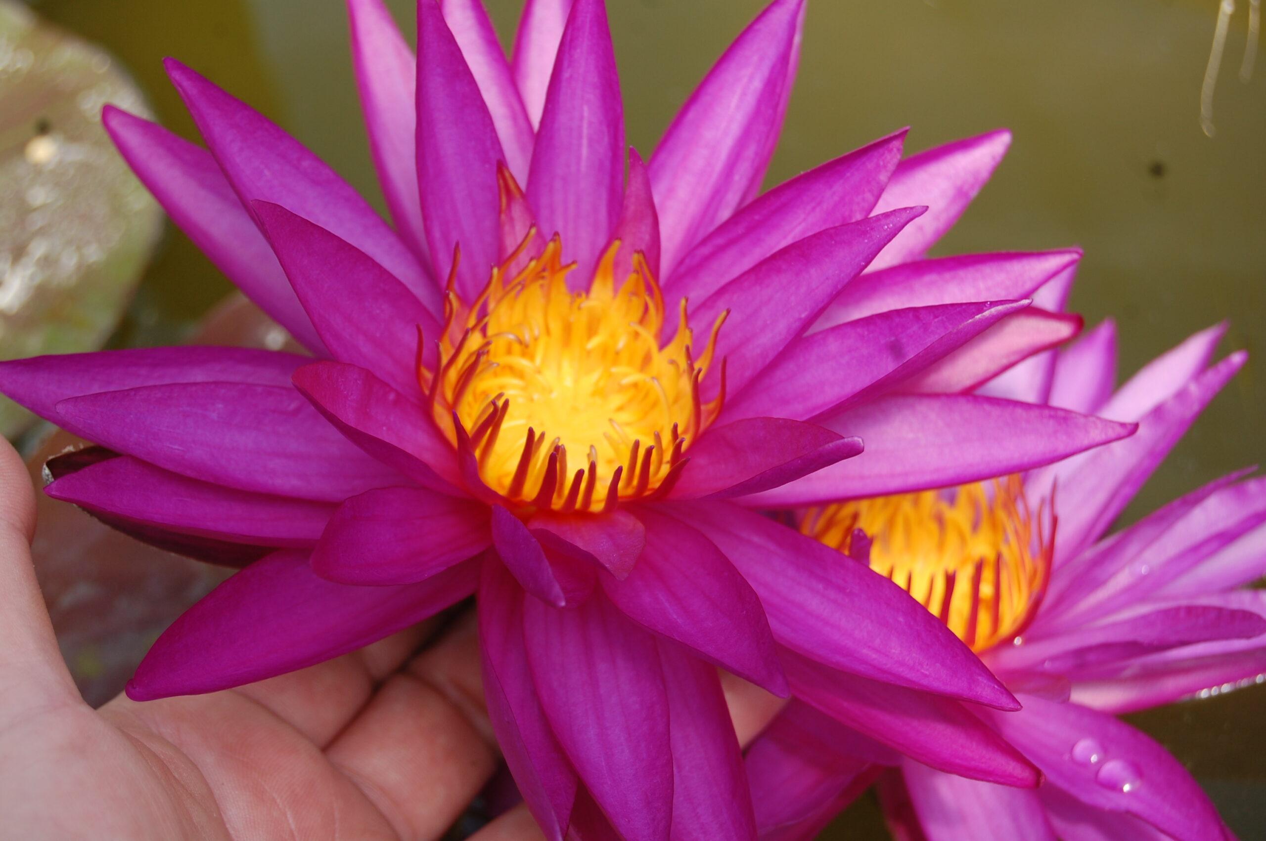 acheter nénuphar isg nymphaea Détective Erika for sale buy on line (30)