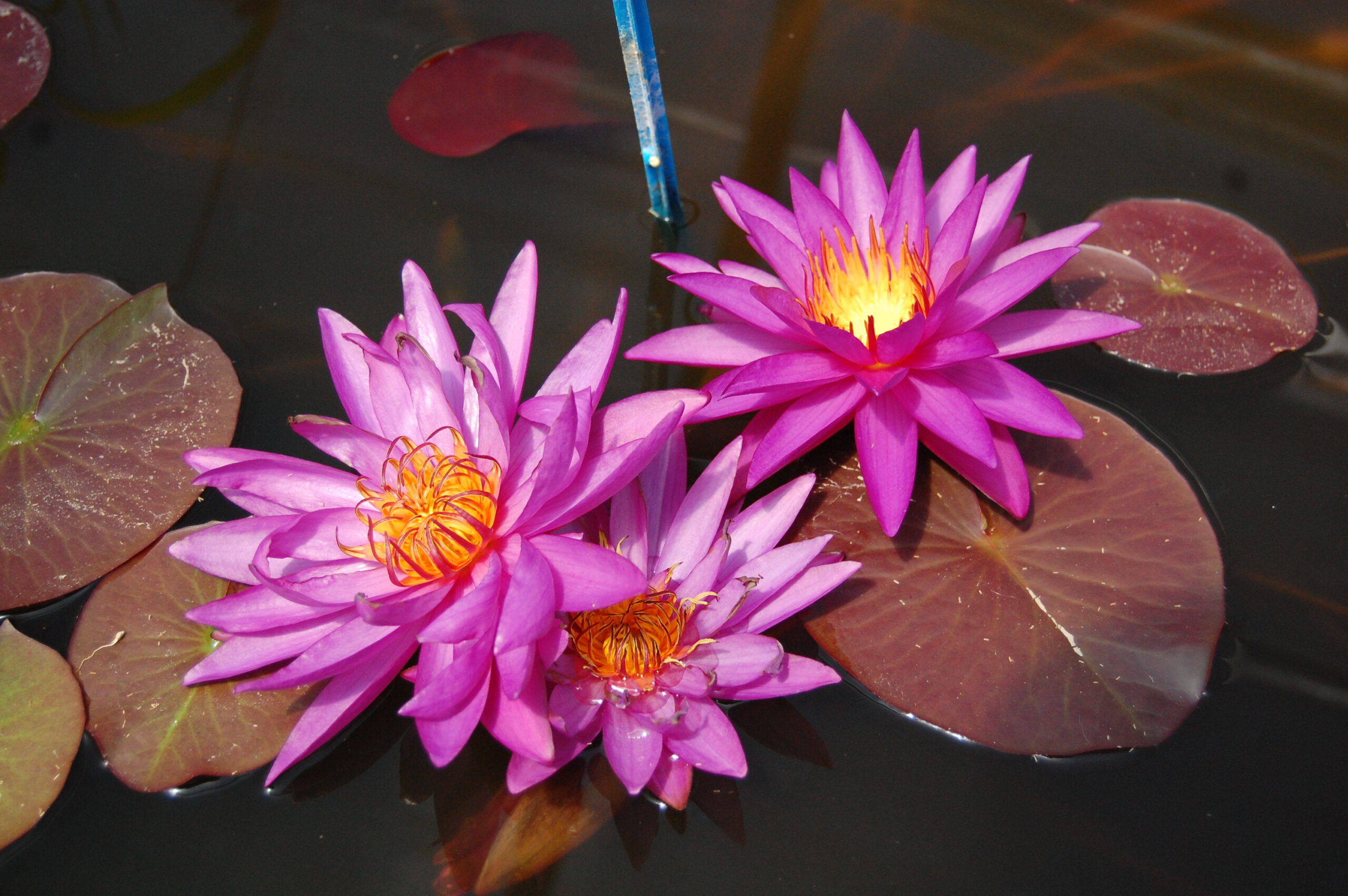acheter nénuphar isg nymphaea Détective Erika for sale buy on line (33)