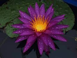 acheter nénuphar isg nymphaea Détective Erika for sale buy on line (35)