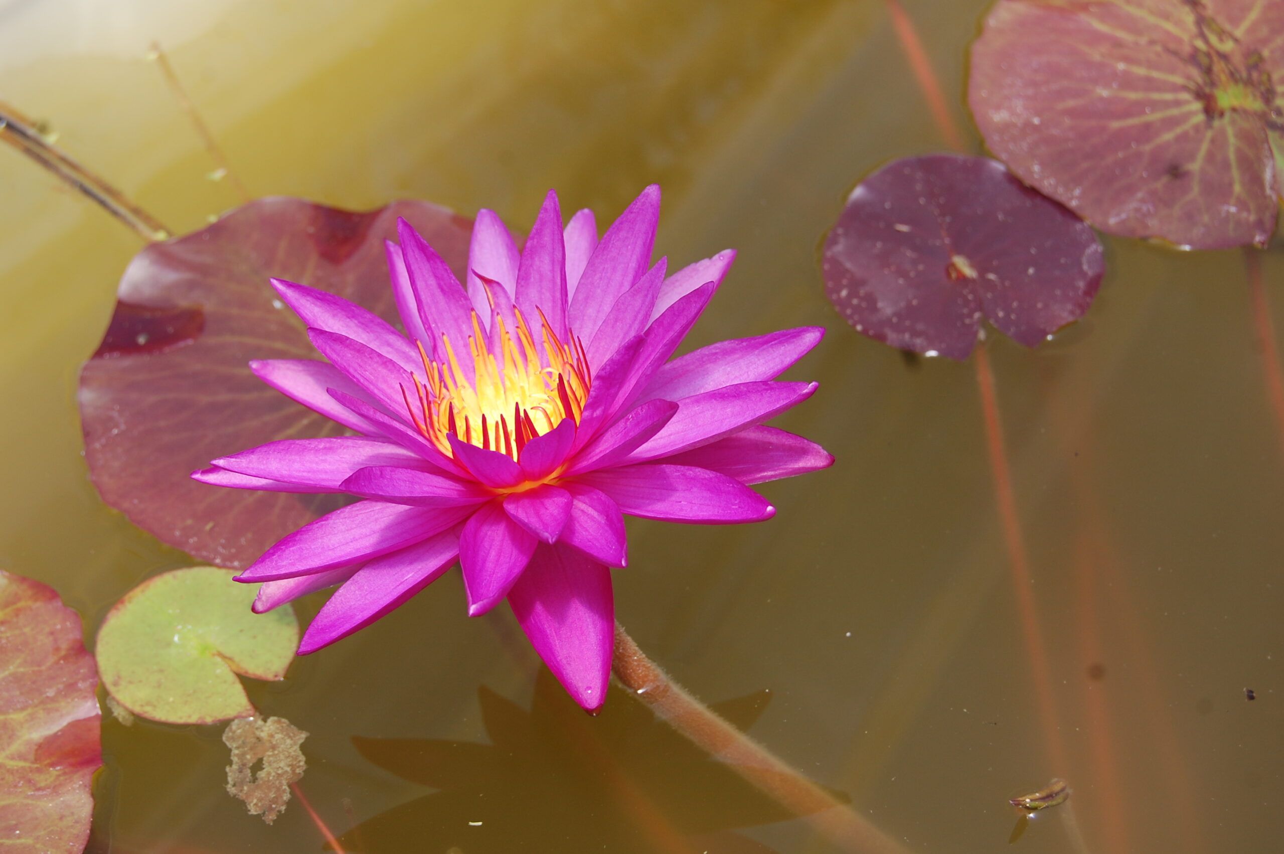 acheter nénuphar isg nymphaea Détective Erika for sale buy on line (7)
